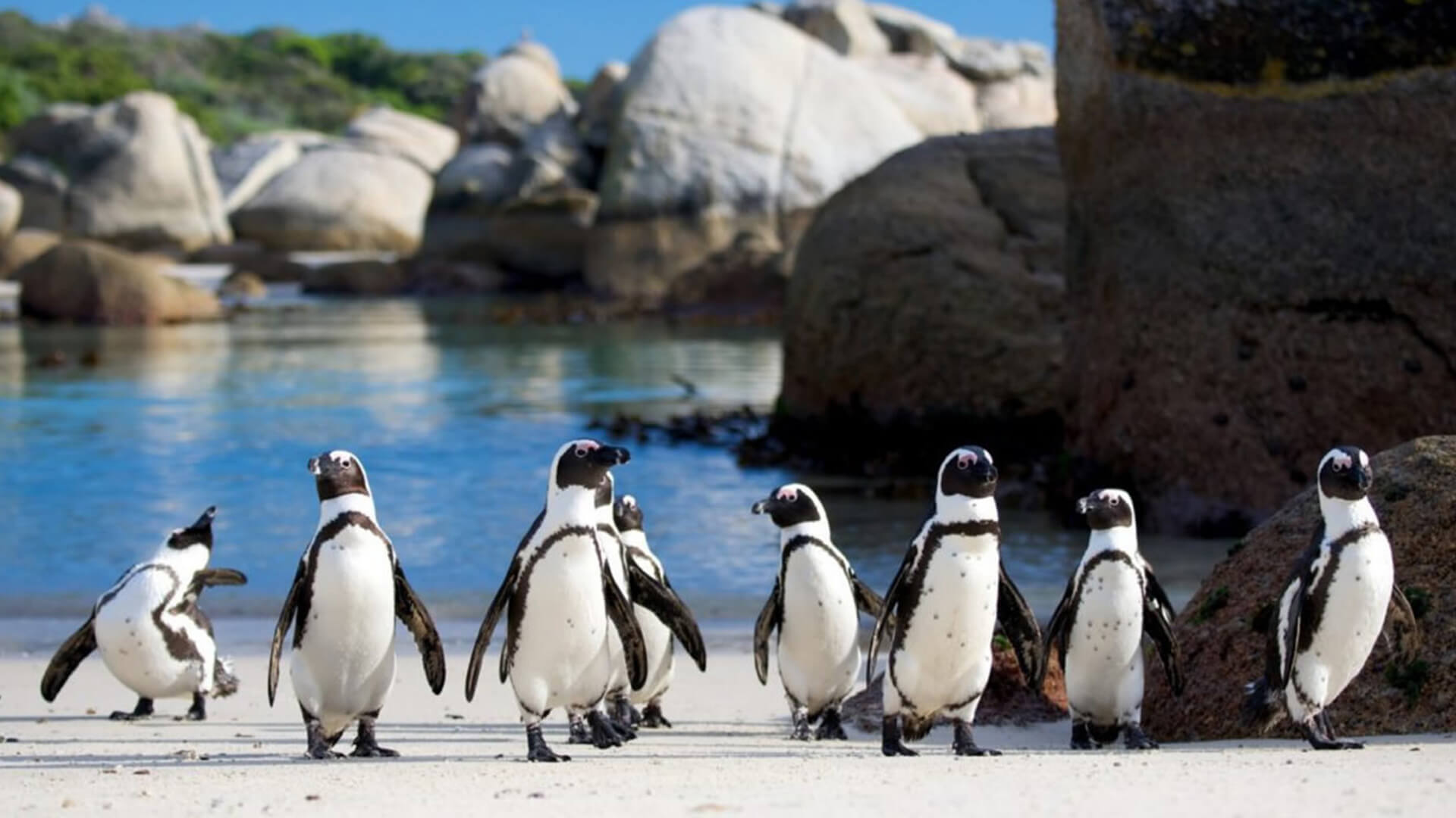 Boulders Beach - Cape Town, South Africa