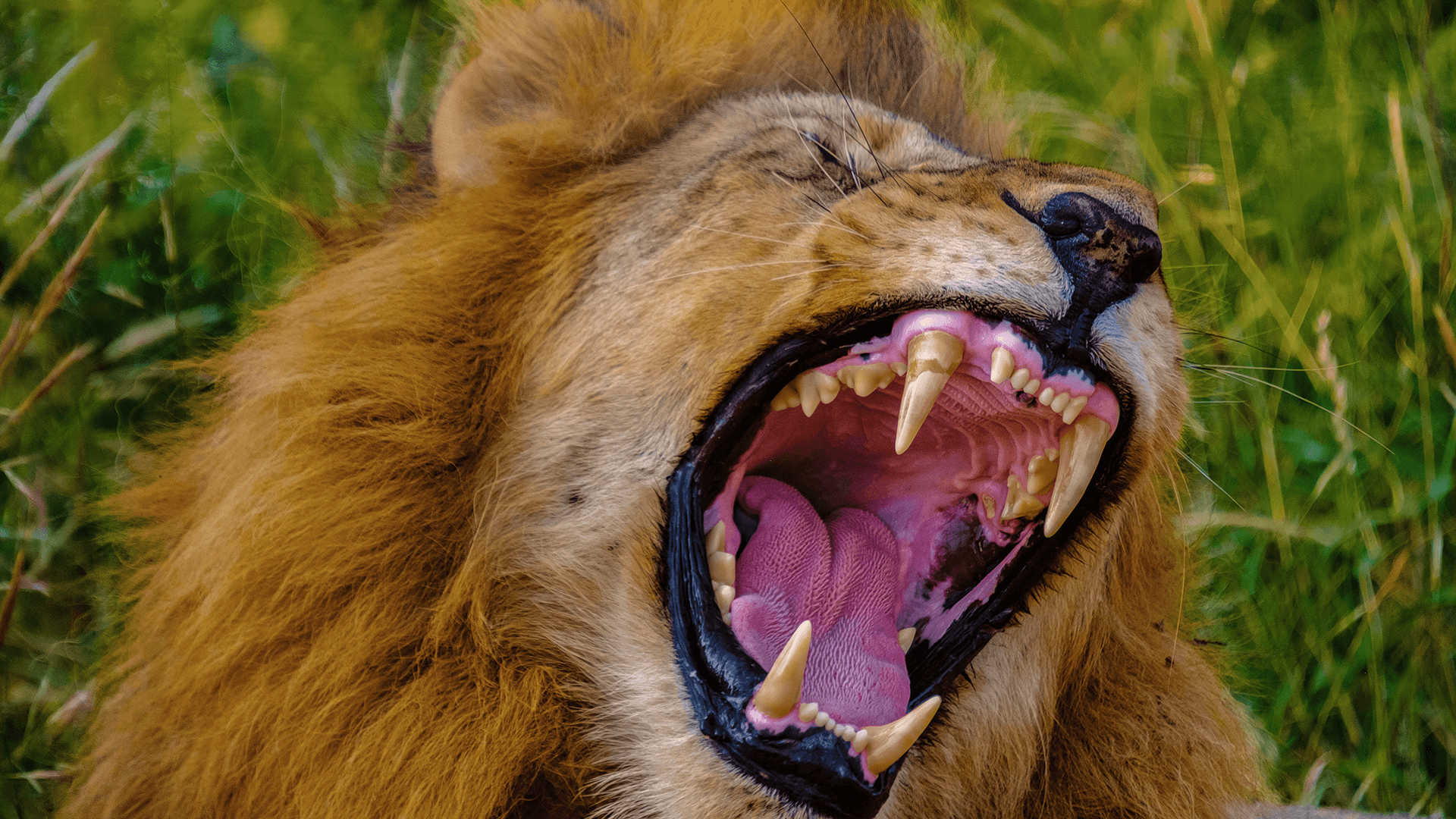 african-lion-during-safari-kruger-park-south-africa-close-up-lions-looking-into-camera