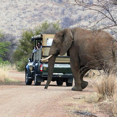 safari-del-afrika-african-visitors-twf safari, Dél-Afrika, African Visitors, TWF